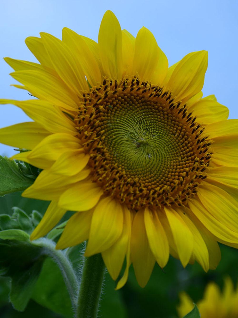 Peredovik Black Type Sunflower